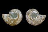 Agate Replaced Ammonite Fossil - Madagascar #166856-1